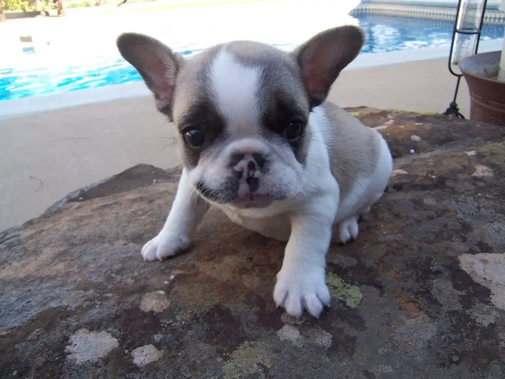 French Bulldog Puppies Ready to go.